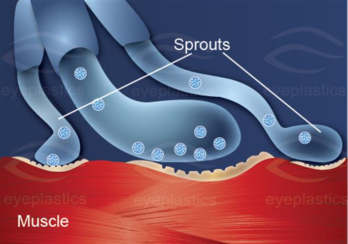 Neuromuscular junction